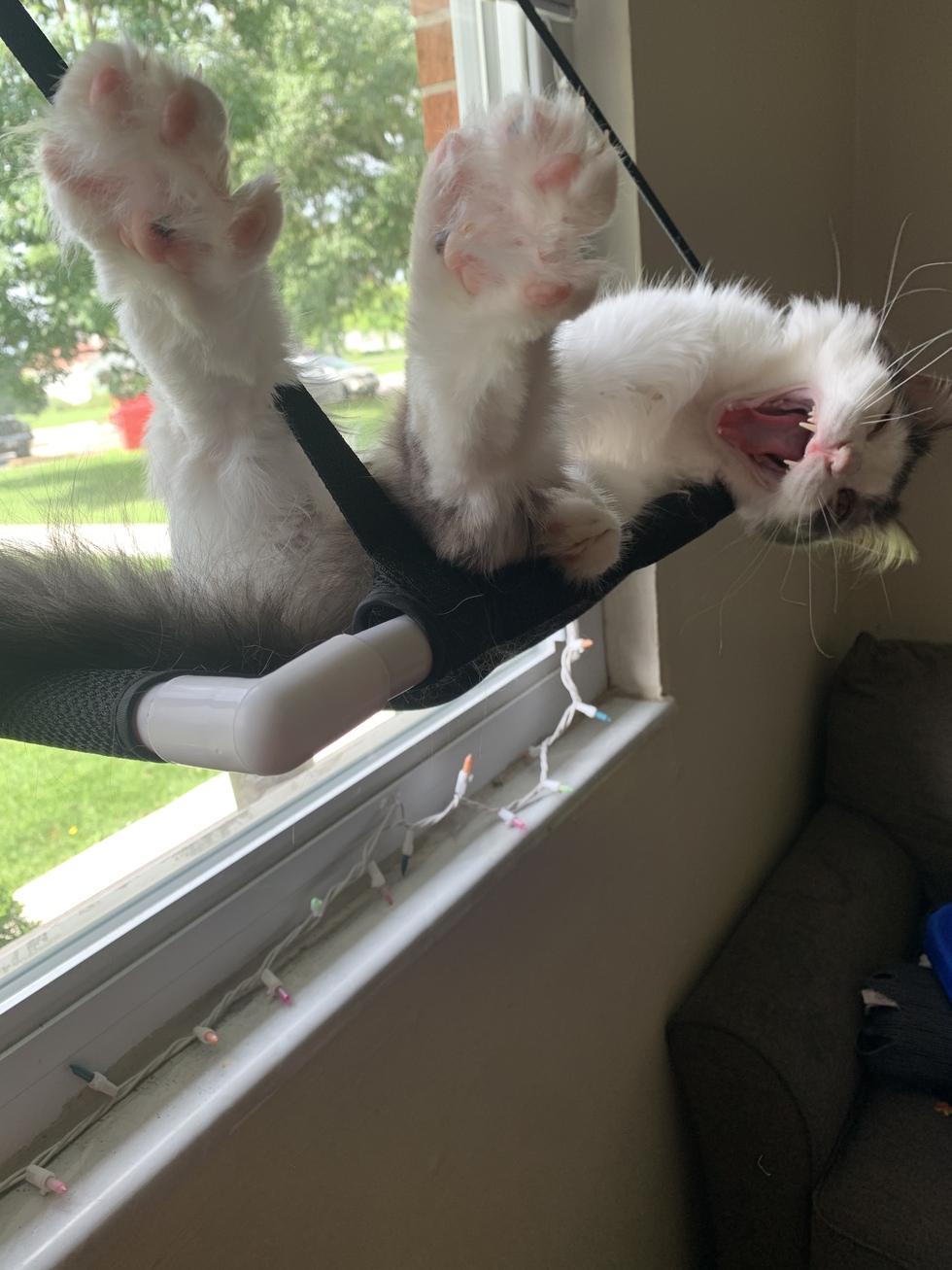 Vote For Sammich Metro East Humane Society Calendar Contest vote-for-sammich-metro-east-humane-society-calendar-contest