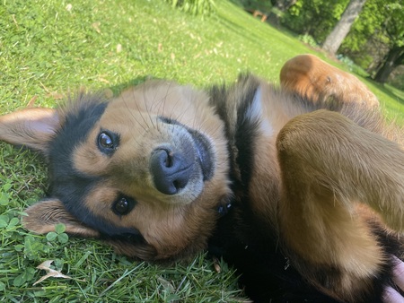Bailey