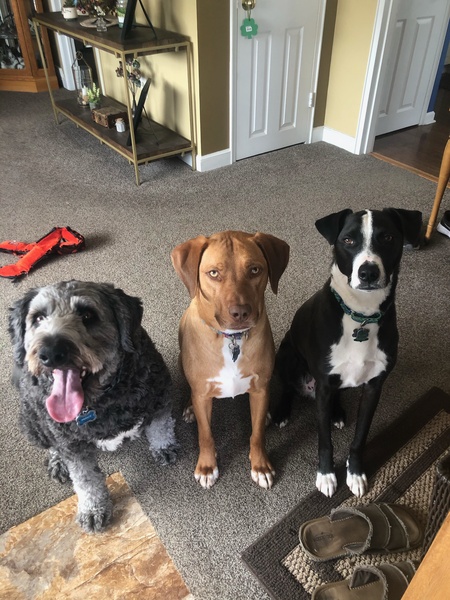 Prince, Cash, & Dane