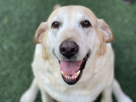 Rosie