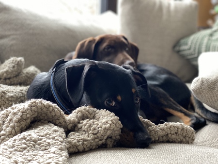Toby & Teddy
