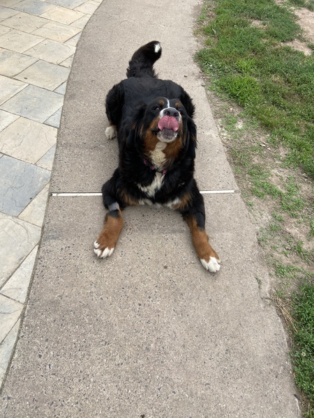 Piper