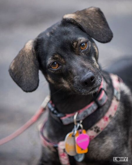 Pepper