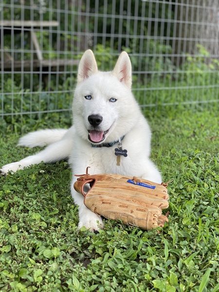 Oakley