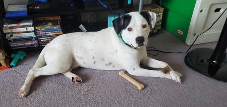 Loki