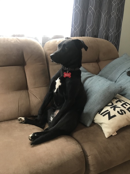 Bailey
