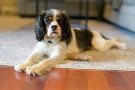 Louie