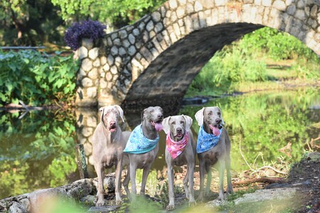 Ezra, Willow, Rory, and Mollie