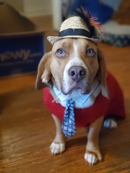 Indy (Dogtor Indiana Bones)