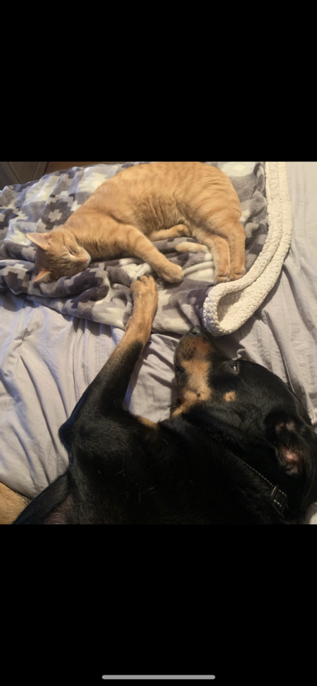 Mateo and Sampson 