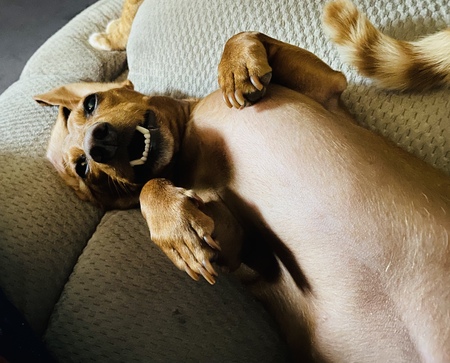 Sampson 
