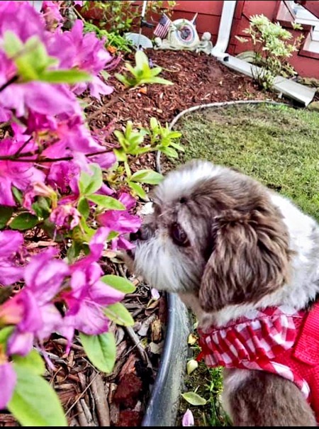 Daisey