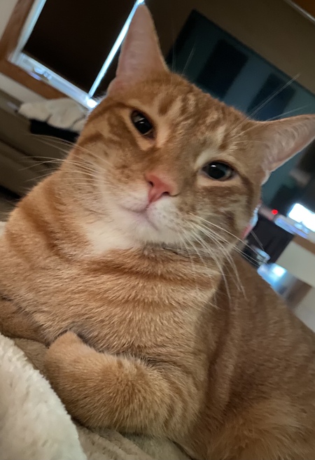 Loki
