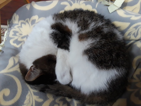 Figgy