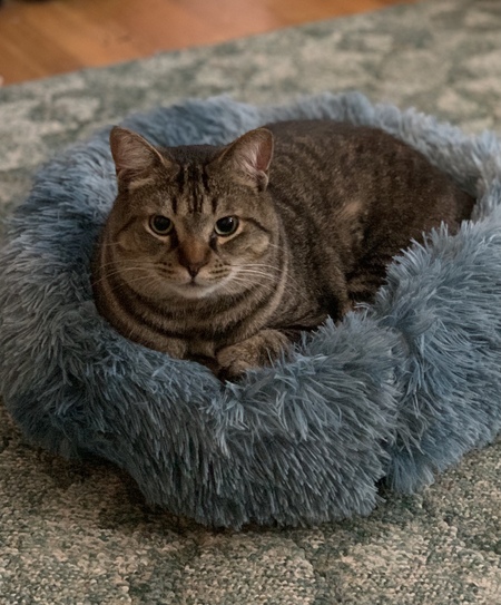 Tomas O'Malley Cat