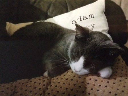 Cato
