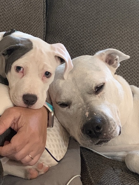 Maze (L) & Lily (R)