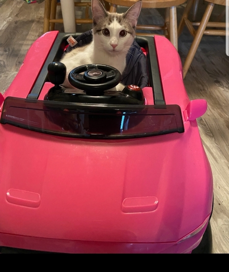 Tofu
