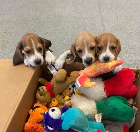 Polly's puppies - Patty, Barney, and Penny