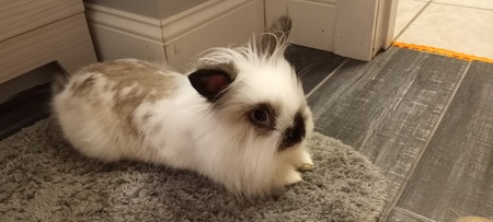 Willow