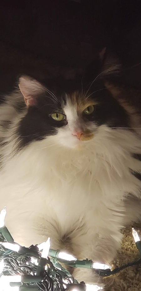 Talulah