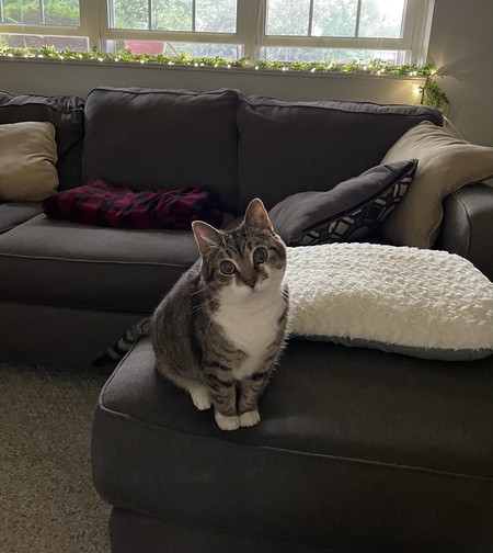 Gracie