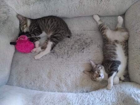 Tucker and Teddy