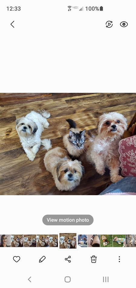 Harley  Daisy Lexi taylor