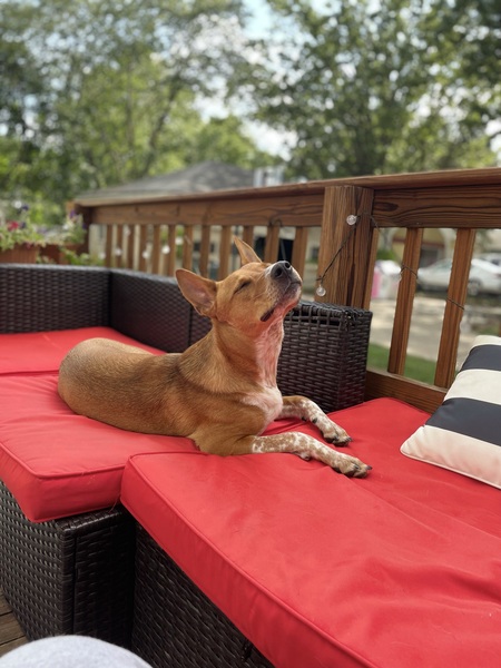 Max, affectionately known as Dingo 