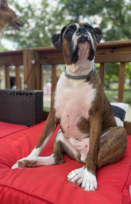 Samson