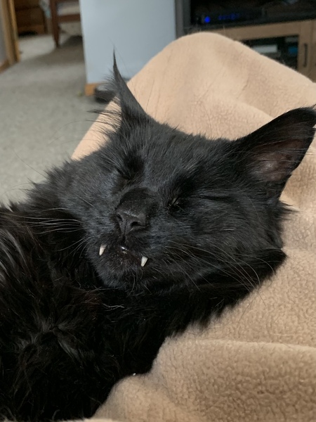 Fangster