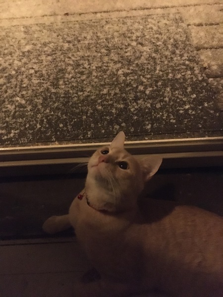Jasper 