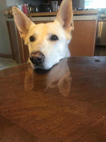 Apollo
