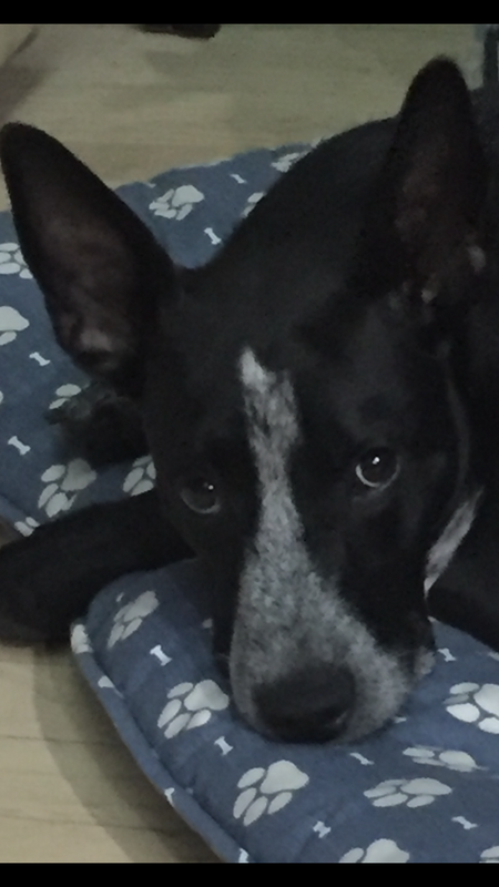 Pepper 