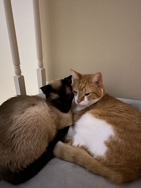 Stan and Asparagus 