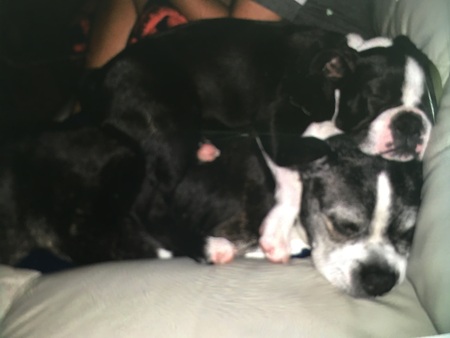 Rye (on top) & Bosco