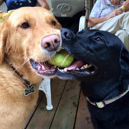 Harley and Lucy