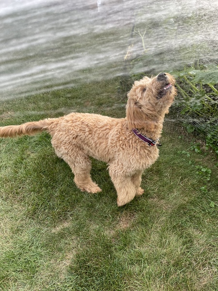 Yogi