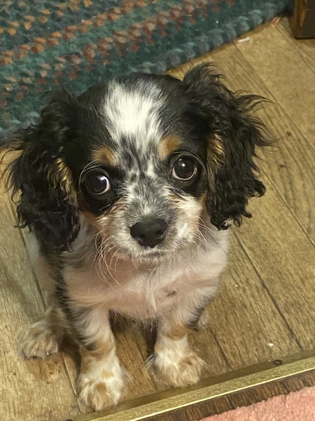 Gracie