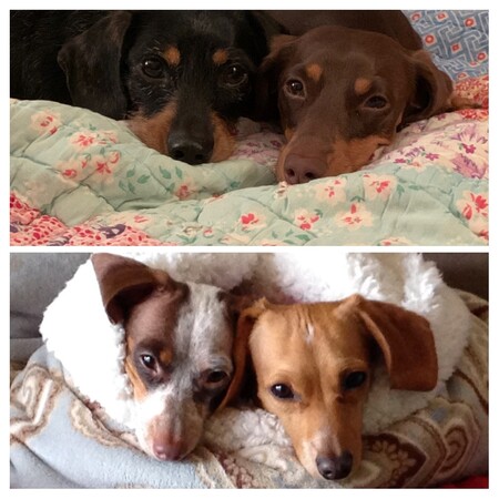 The Young And The Resting! Dixie, Squirt, Roux and Maddie Boots