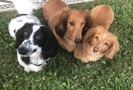 Oreo, Holly and Sadie 