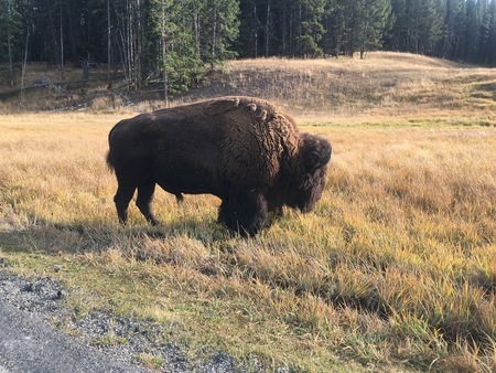 Tatanka 