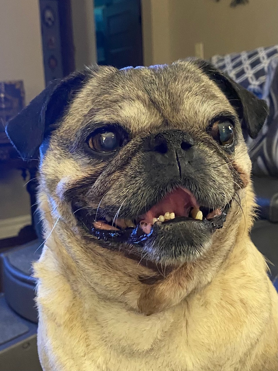 Vote for Frank | 2022 Pug Rescue of Florida Calendar Contest