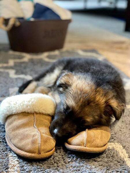 Scout