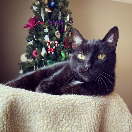 Mr. Jinx 