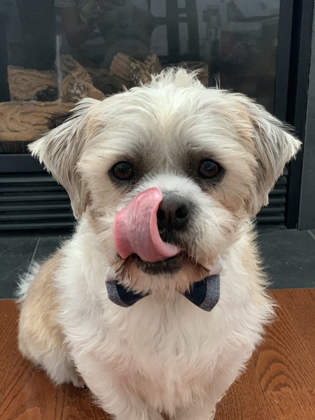 Wonton