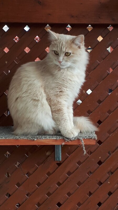 Chloe