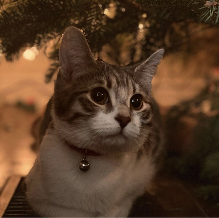 Josie