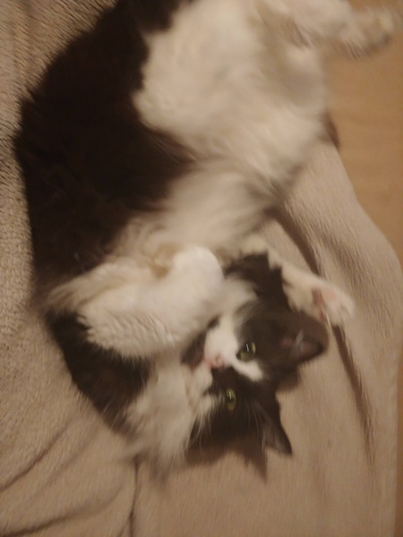 Buddy 