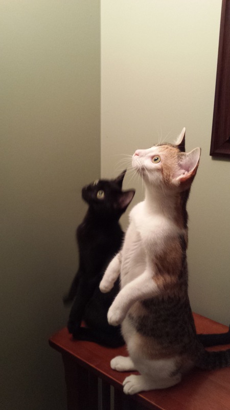 Daisy & Misty
